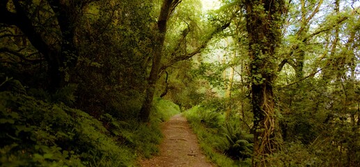 Poster - Dirt forest trail is winding through flat design woodland, with vines, moss, ferns, leafy canopy