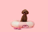 Cute Toy Poodle with inflatable ring, snorkeling mask and flip-flops on pink background Cute Toy Poodle with inflatable ring, snorkeling mask and flip-flops on pink background