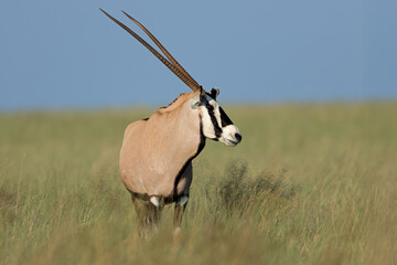 Wall Mural - a gemsbok antelope (oryx gazella) standing in open grassland, mokala national park, south africa