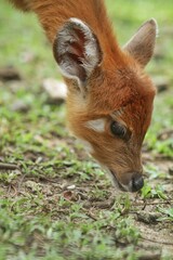 Wall Mural - Close up of a little sitatunga grazing alone