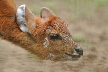 Wall Mural - close up of a cute little sitatunga