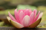 pink lotus flower