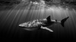 © Loktor - Tiburón ballena nadando bajo los rayos del sol en blanco y negro, Fotografía subacuática de tiburón ballena con patrón de puntos, Silueta majestuosa de tiburón ballena en aguas profundas