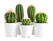 © Wawan - A vibrant collection of diverse potted cacti showcasing their unique shapes and striking spines.