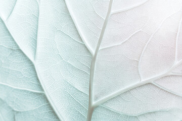 Aufkleber - Delicate leaf veins macro, abstract light pattern, soft white and pale blue tones, natural texture, closeup, tranquil and minimalistic background