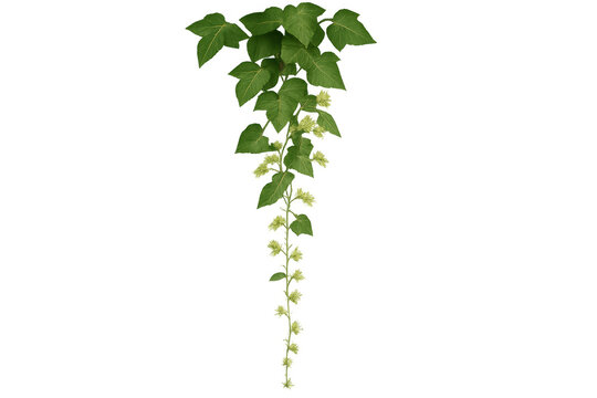 Realistic 3d rendering of a common hop plant with green leaves and flowers, isolated on transparent background