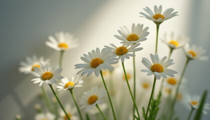 Poster - Multiple blooming daisies indoors near window in soft light