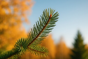 Poster - Autumnal pine foliage scene