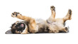 © Muhammad - Happy Pup on Floor