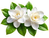 Single gardenia blossom with lush petals and green foliage, transparent background PNG