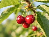 Fresh and Ripe Cherries on a Tree Branch