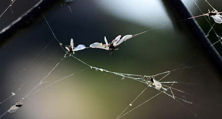 Wall Mural - insects trapped on a spider web