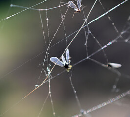 Wall Mural - insects trapped on a spider web