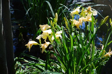Wall Mural - blooming hemerocallis - daylily white flowers