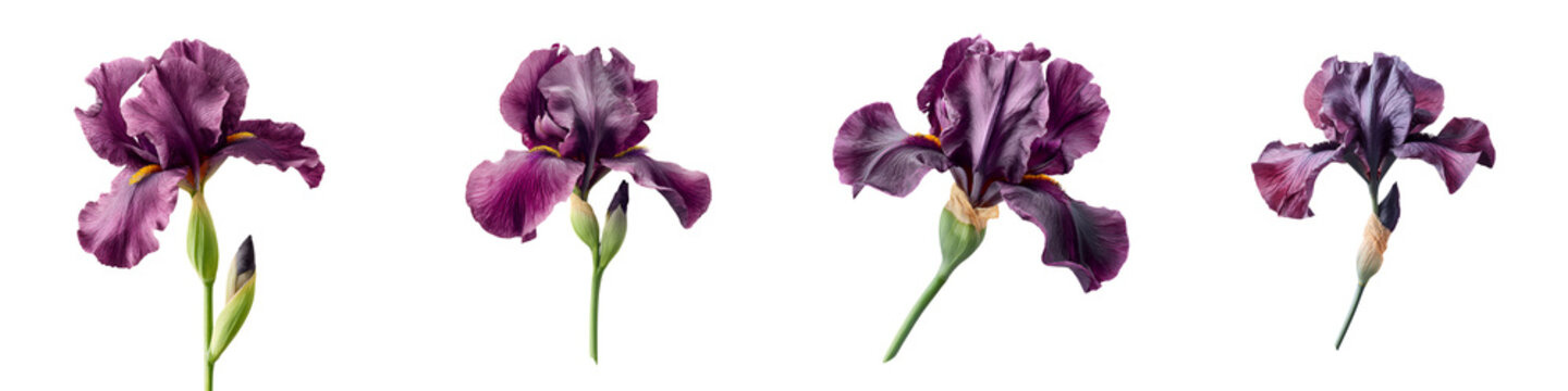 Dark Purple Iris Flowers Set: Watercolor Floral Illustration