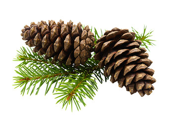 Two large pine cones on a green spruce branch isolated on transparent background