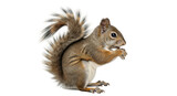 Isolated Squirrel