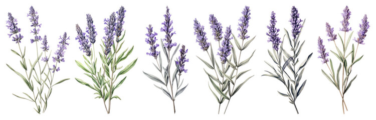 PNG Lavender botanical watercolor illustration, element set on transparent background