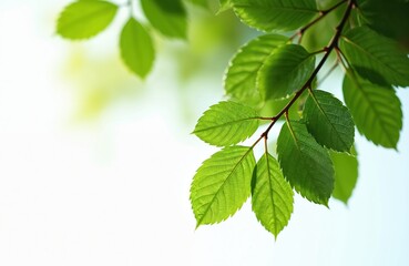 Poster - Fresh green tree branch with vibrant leaves. Sunlight illuminates leaf veins. Close-up focus on leaf details. Nature eco background. Summer spring concept. Organic, healthy, growth.