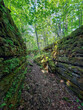 © Stewart G Fleming - A forest crevice reveals a view upward to the sky through green young trees, framed by tall, fern and moss-covered rock walls. Old leaves and branches blanket the ground.