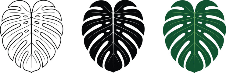 Poster - Monstera leaf illustration set vector design tropical plant drawing botanical art nature graphic icon 100 editable vector illustration with png format