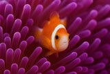 A clown fish in a purple sea anemone