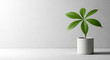 © 35mm STUDIO - Minimalist Green Plant in Concrete Pot with White Wall Background