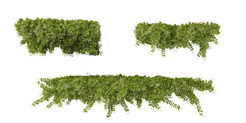 Set of Lonicera creeper plants isolated on transparent background from the top view
