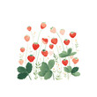 © kollibri - This artwork showcases a lively arrangement of strawberries in varying shades, accompanied by green leaves. The playful design captures the essence of a sunny garden, radiating freshness