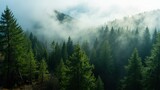 Misty Forest in the Mountains. A scenic view of a dense evergreen forest in the mountains, shrouded in mist and fog. The trees in the foreground are sharply in focus