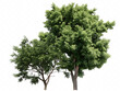 © rezia - real tree green isolated on white background PNG ,AI GENERATED
