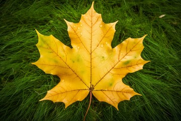 Poster - Fallen maple leaf with water droplets lying on a bed of grass, showcasing the beauty of autumn