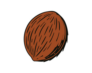 Poster - Coconut Vector Illustration Tropical Fruit Graphic Design Element Isolated on White
