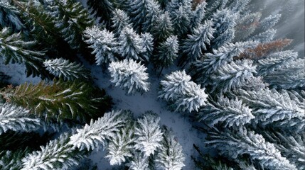 Poster - Aerial view of a snow-covered evergreen forest, showcasing a serene winter landscape with frosty trees and a peaceful atmosphere.