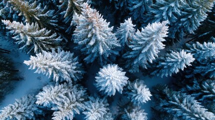 Poster - Aerial view of snow-covered evergreen trees in a winter forest, showcasing a serene and frosty landscape from above.