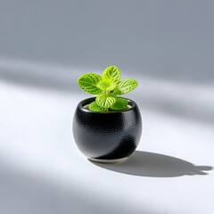 Poster - Small Green Plant in Black Pot on White Surface with Shadow, Simple and Minimalist Design