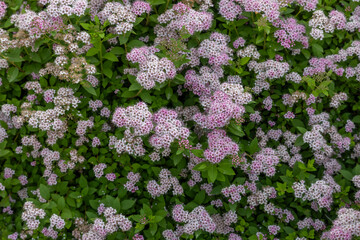 Wall Mural - Full frame abstract texture background of blooming pink and purple flowers on a compact spiraea (spiraea japonica) bush