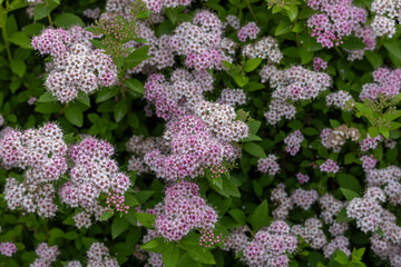 Wall Mural - Full frame abstract texture background of blooming pink and purple flowers on a compact spiraea (spiraea japonica) bush