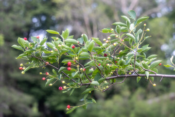 Wall Mural - Full frame abstract texture background of ripening fruits on a serviceberry (amelanchier) tree, with defocused background