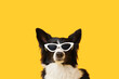 Cute Border Collie dog in sunglasses on yellow background