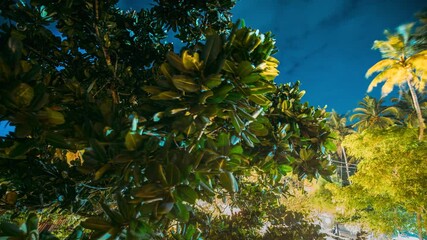 Wall Mural - Cloudy Night Starry Sky Glowing Stars above tropical Trees. Time Lapse. Greenery lush and blue colors sky. tropical paradise and resort. Sky Stars Above Crowns Of Magnolia Tree. Night Natural Starry