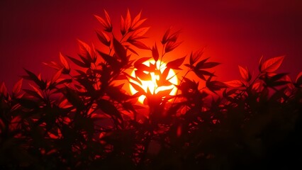 Poster - Red sun shining through dark foliage creating a silhouette of leaves and branches in the foreground