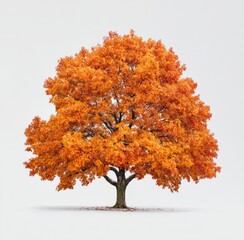 autumn tree vector