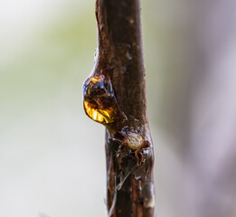 Wall Mural - A tree branch with a yellow substance on it
