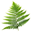 © MdJilu - Green Fern Leaf Spread Out on White Background