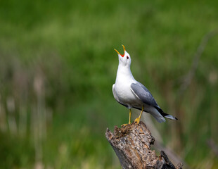 bird lake gull standing on tree stump and screaming loudly raising head