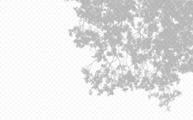 Wall Mural - shadow overlay from a tree branch isolated on a transparent background.