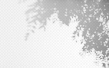Wall Mural - shadow overlay from a tree branch isolated on a transparent background.