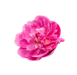 Fototapete - Close up of perfect beautiful pink peony on flower, isolated spring a transparent background, for a design projects