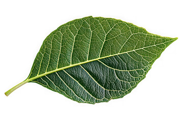 Poster - Detailed green leaf veins texture close-up botanical nature illustration plant foliage design element isolated on transparent background